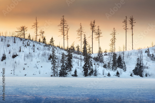 forest of pines on the frozen lake in sunset time in Slovakia