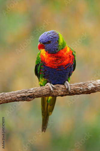 Rainbow Lorikeets Trichoglossus haematodus, colourful parrot sitting on the branch, animal in the nature habitat, Australia. Blue, red and green from nature habitat. Parrot sitting on the branch.