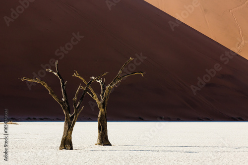 Deadvlei dead tree Sosusvlei photo