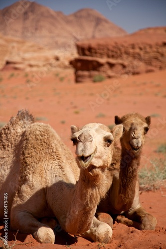 A camel in Wadi Run desert, Jordan