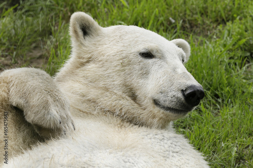 Portret van ijsbeer op de rug. photo