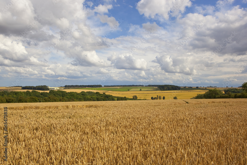 golden wheat fields