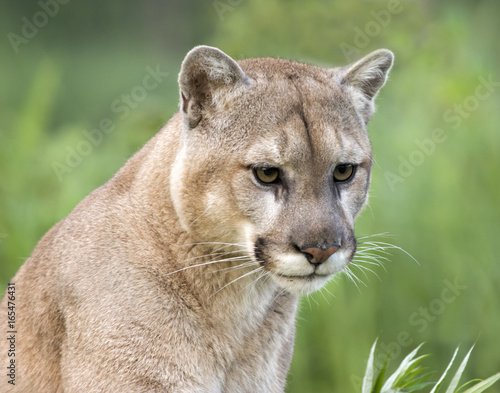 Intense cougar stare