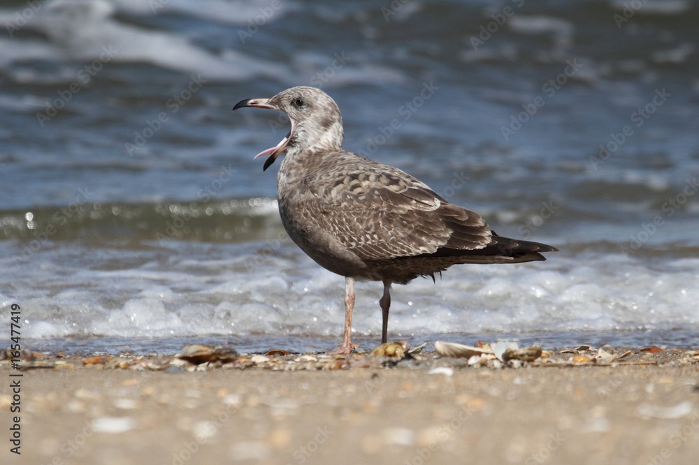Juvenile Greater Black-backed Gull By The Ocean Juvenile Greater Black-backed Gull By The Ocean