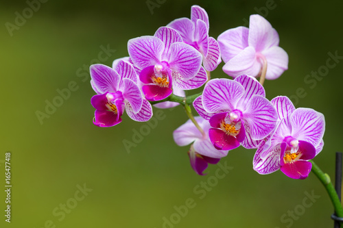 A close up of a pink orchid with water drops.