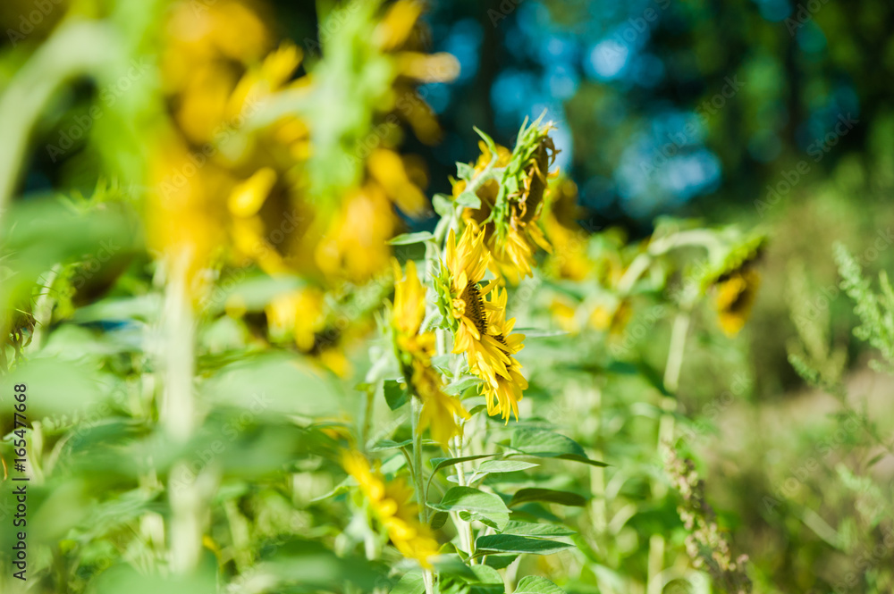 Sunflowers field Sunflowers field