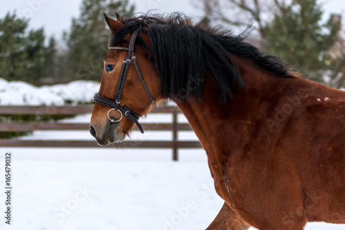 Horizontal portrait of a beautiful brown horse with black mane in winter