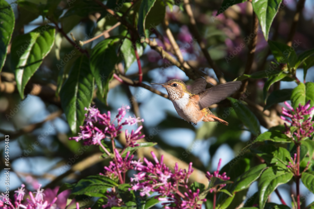 Hummingbird(Trochilidae)Flying gems Hummingbird(Trochilidae)Flying gems