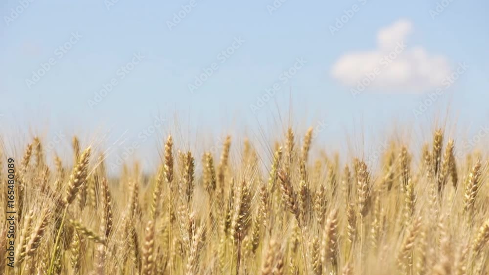 The wind swaying the ears of wheat against the sky with a small cloud The wind swaying the ears of wheat against the sky with a small cloud