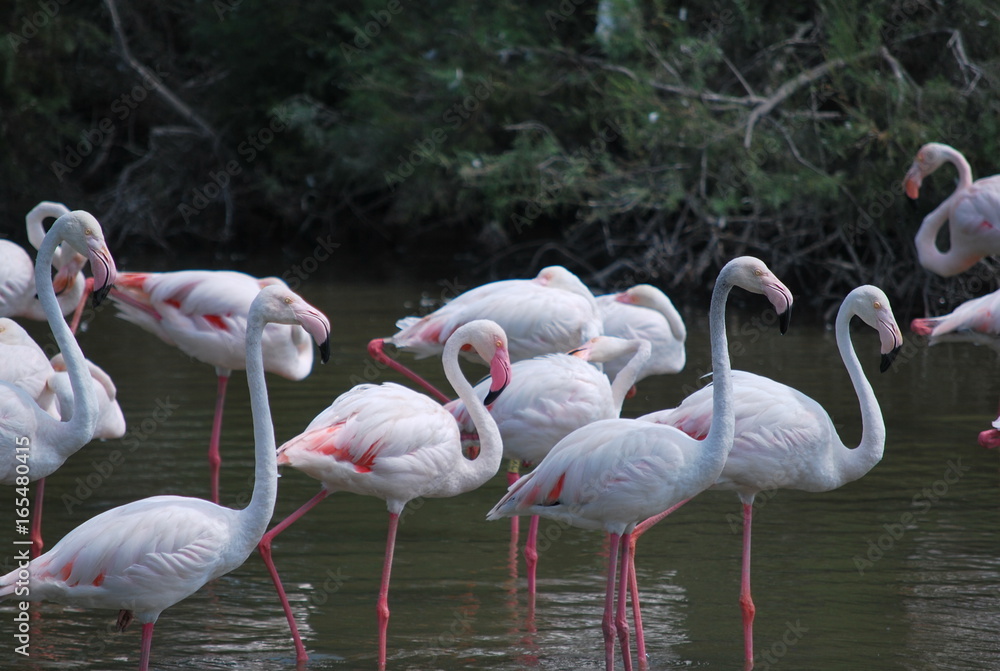 Flamants roses Flamants roses