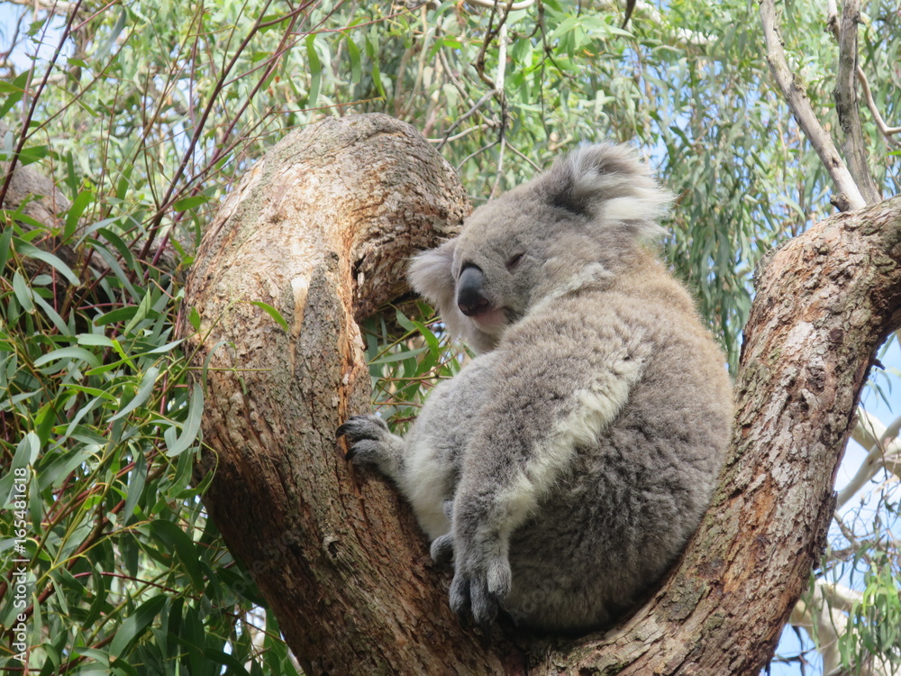 Fototapeta premium Koala