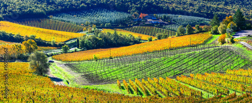 autumn scenery - beautiful vineyards of Tuscany, Italy photo