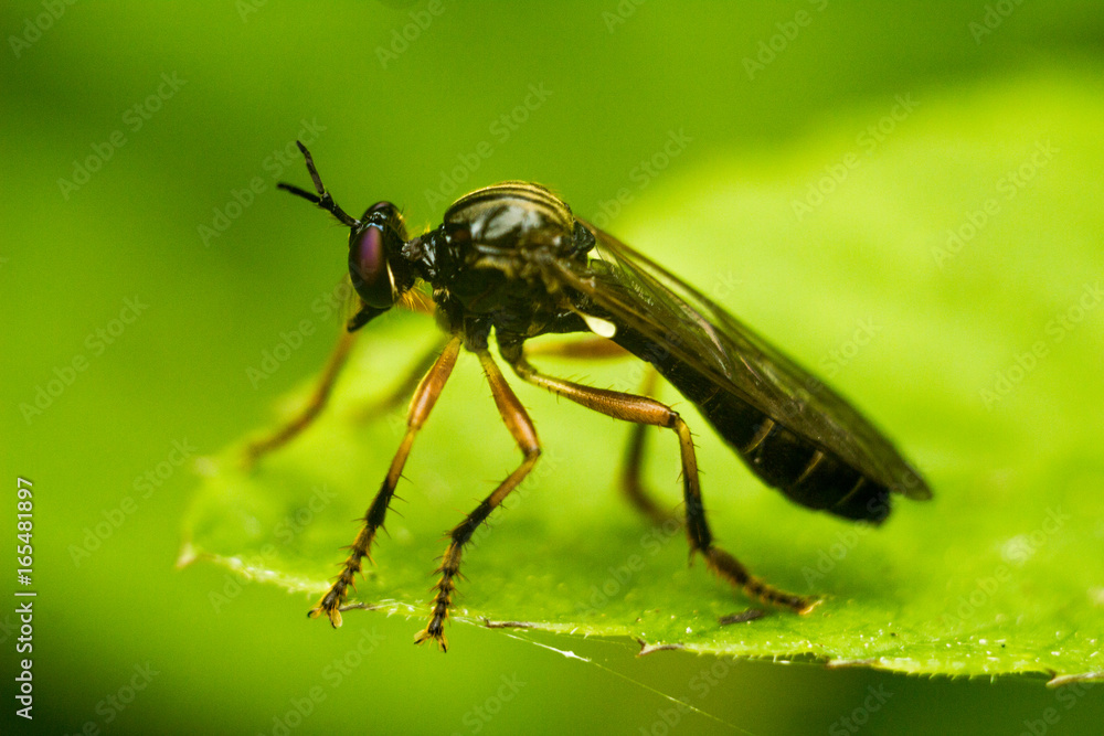 Orange-legged Robberfly - Dioctria oelandica Orange-legged Robberfly - Dioctria oelandica