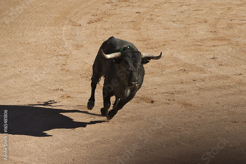 Bull in the arena during the bullfight in the Spanish city of Pamplona