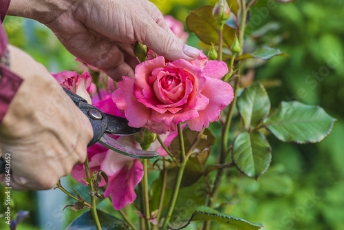 rose gardening concept/hand holding sicssors and cutting the rosebush photo