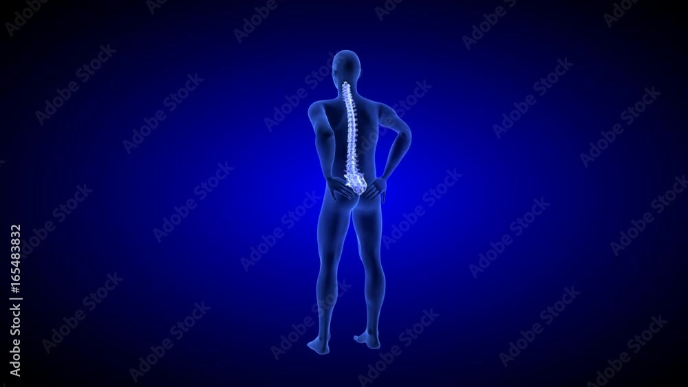 Healthy spine. Spine Pain. Healt Blue Human Anatomy Body 3D scan render on blue background Healthy spine. Spine Pain. Healt Blue Human Anatomy Body 3D scan render on blue background