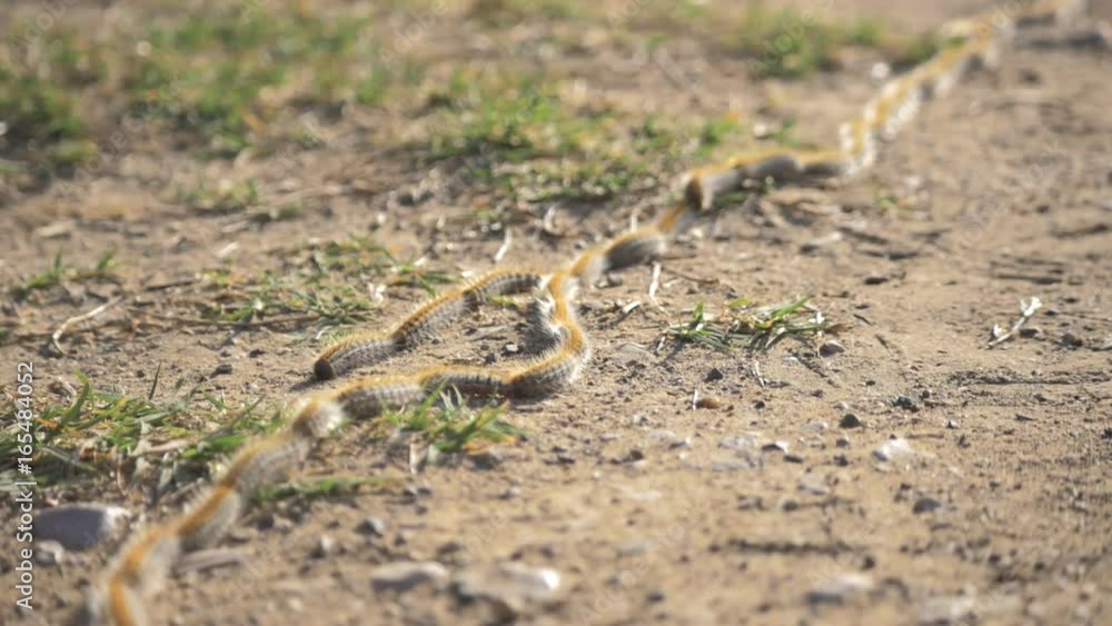 Smart caterpillars going one by one Smart caterpillars going one by one