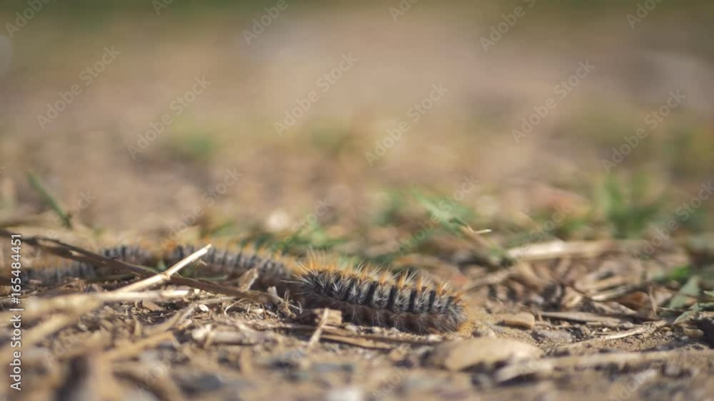 Closeup view of smart caterpillars going one by one Closeup view of smart caterpillars going one by one
