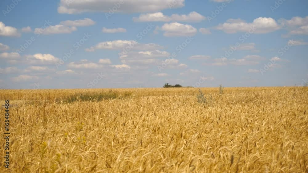 landscape of wheat fields and blue sky with clouds landscape of wheat fields and blue sky with clouds