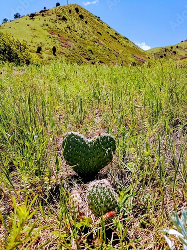 Cactus heart