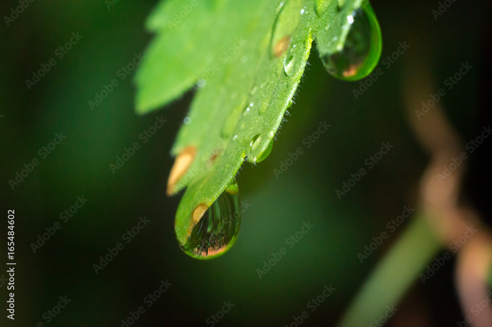 green leaf with water drops after rain green leaf with water drops after rain