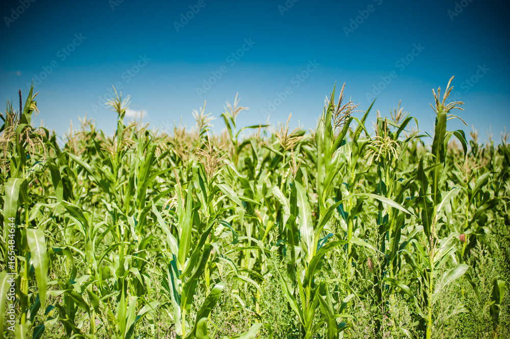 Fototapeta premium The field of young corn