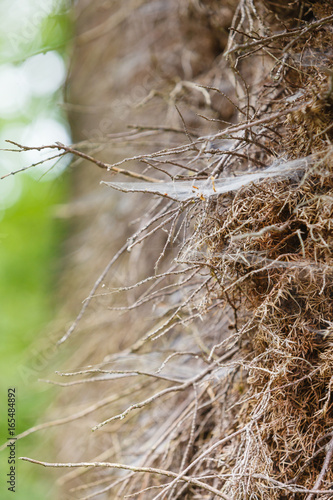 Closeup of cobweb on moss tree