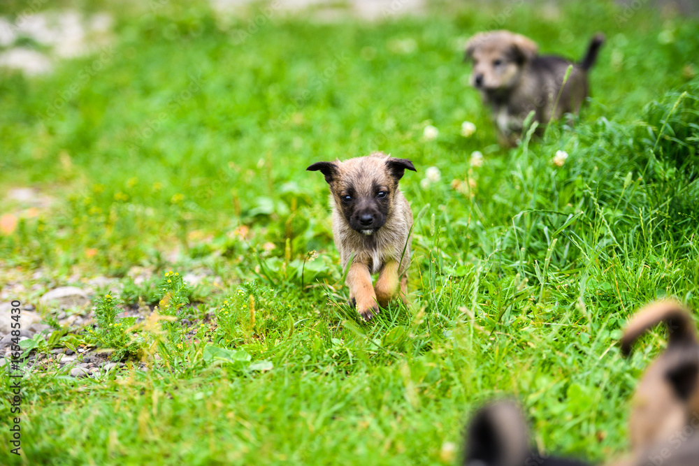 Wunschmotiv: Cute puppy on green grass #165485430