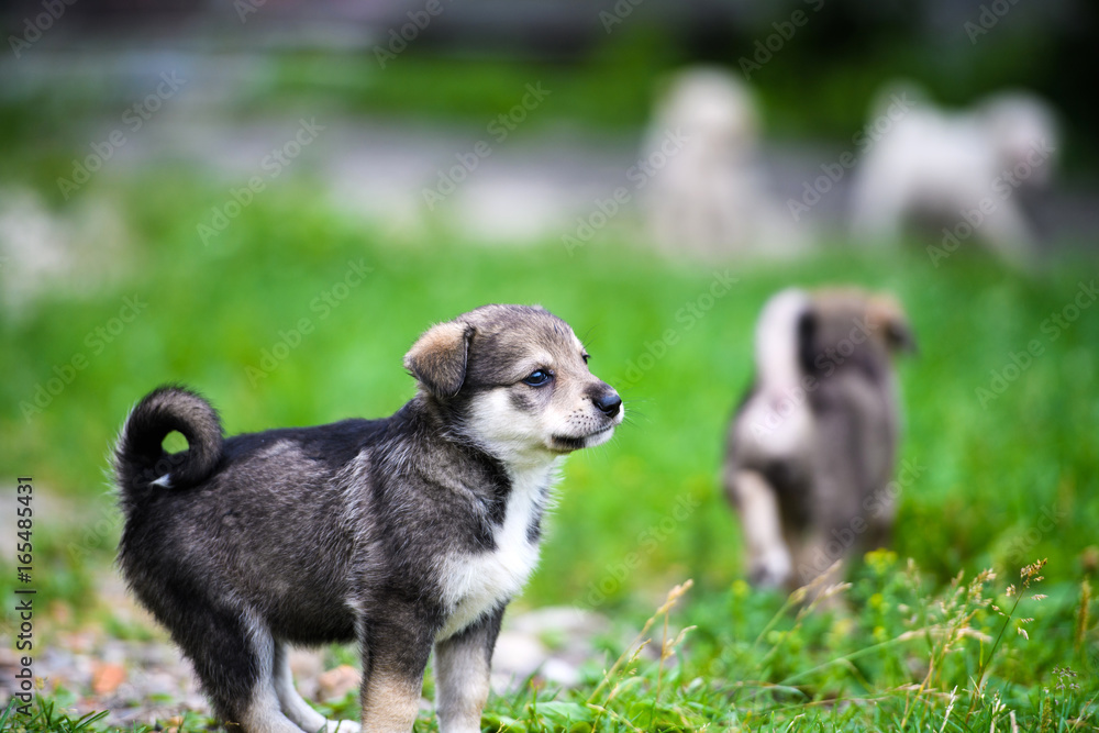 Cute puppy on green grass Cute puppy on green grass