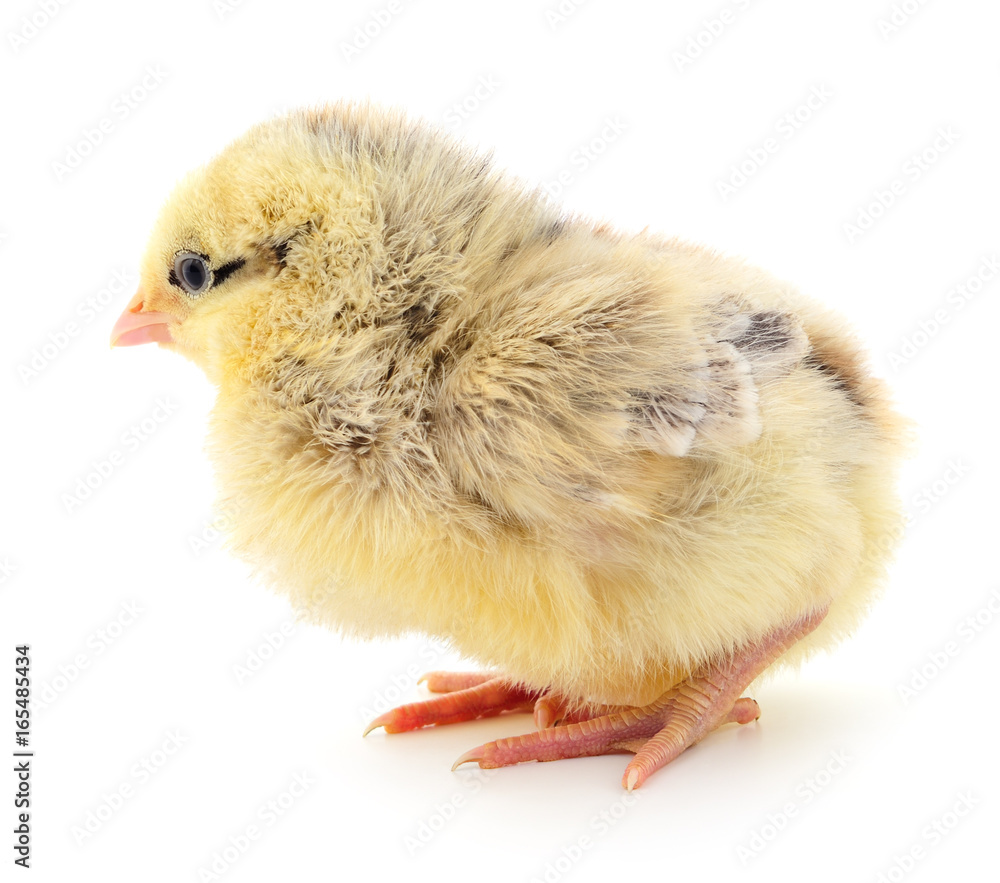 Obraz premium Small yellow chicken.