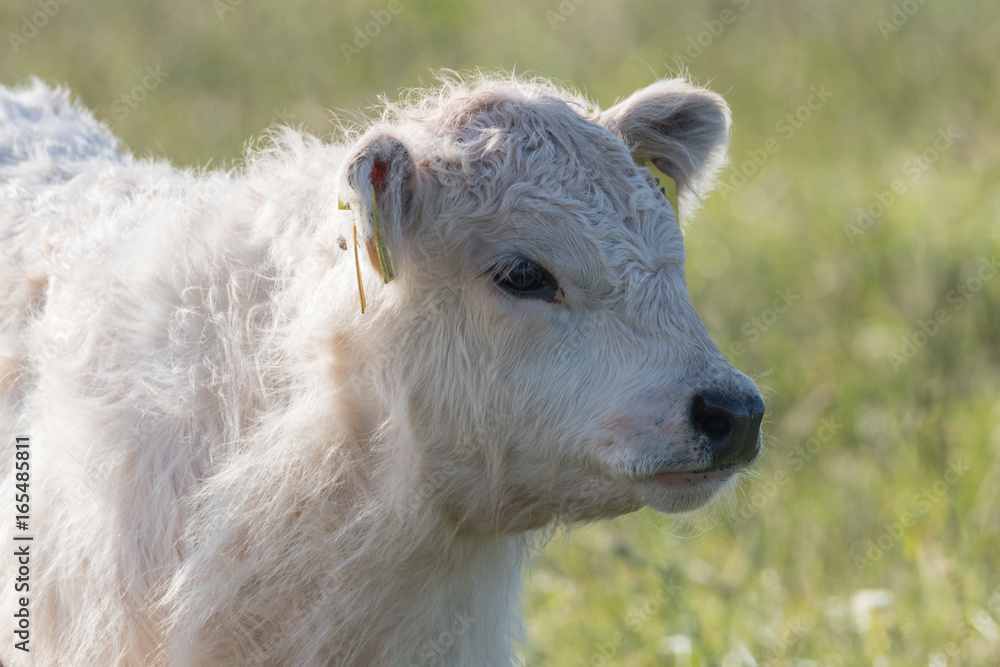 Obraz premium Galloway Rind