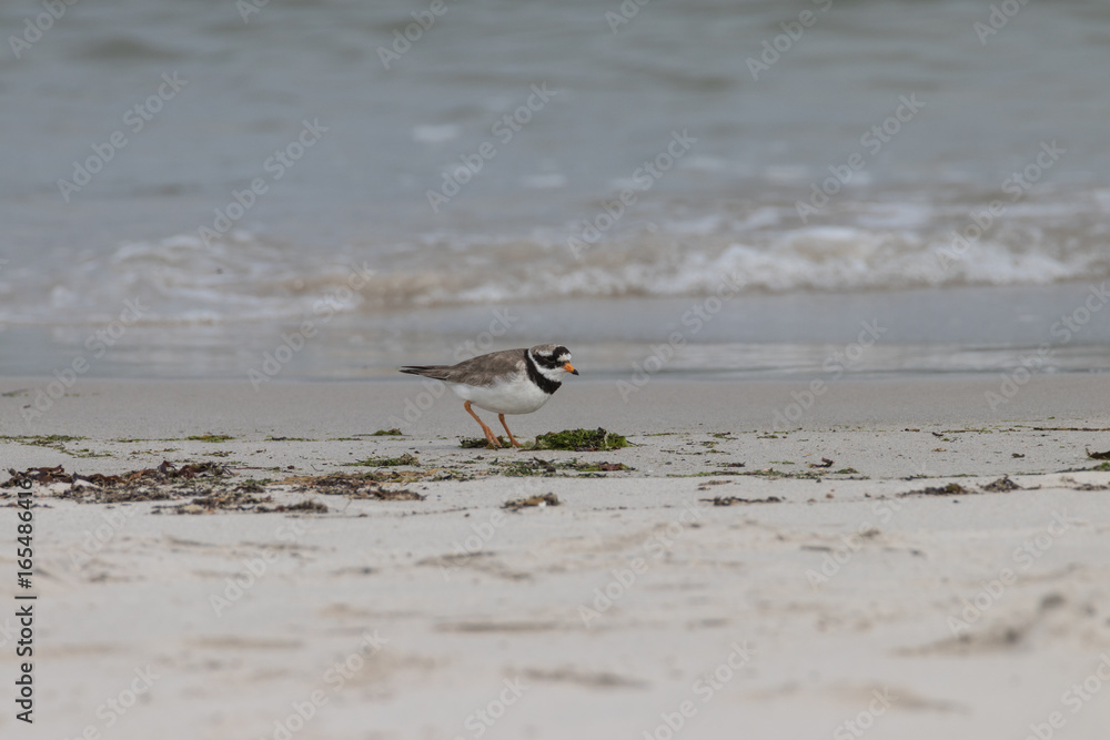 Seeregenpfeifer, Charadrius alexandrinus nivosus Seeregenpfeifer, Charadrius alexandrinus nivosus