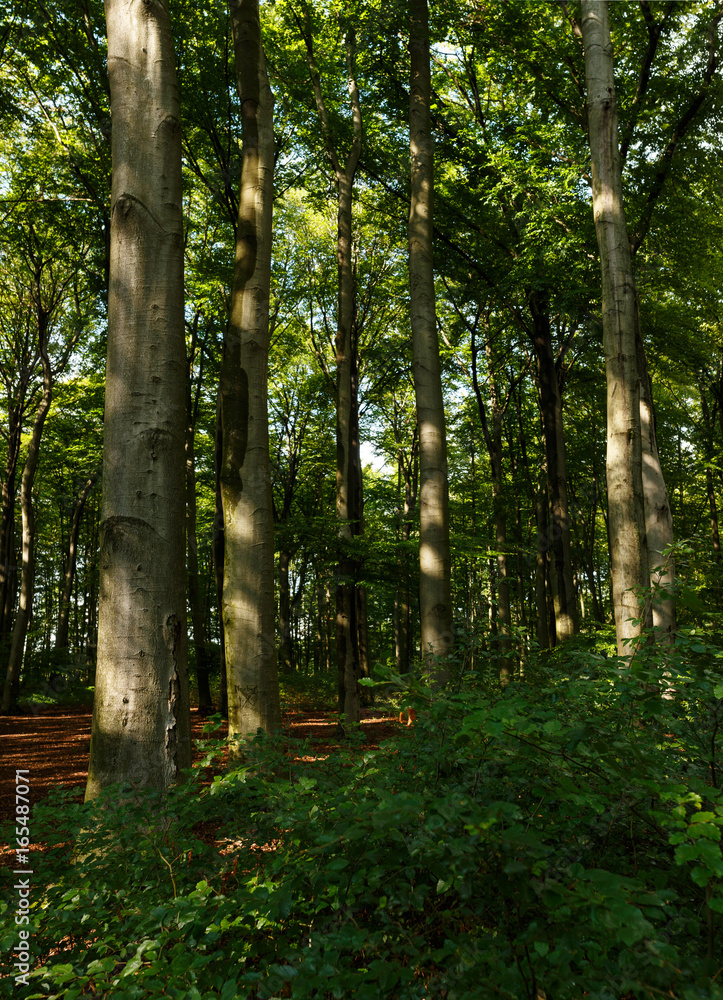 Obraz premium Wald nach dem Regen