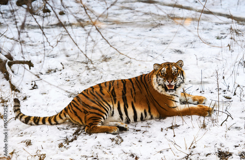 Beautiful Amur tiger on snow. Tiger in winter forest