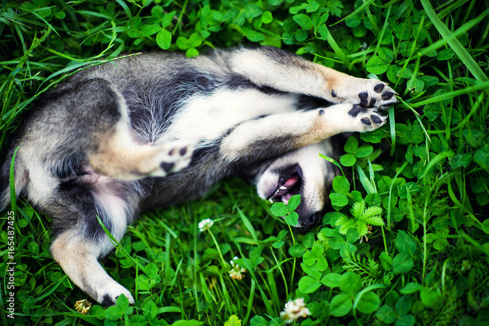 Obraz premium Cute puppy on green grass