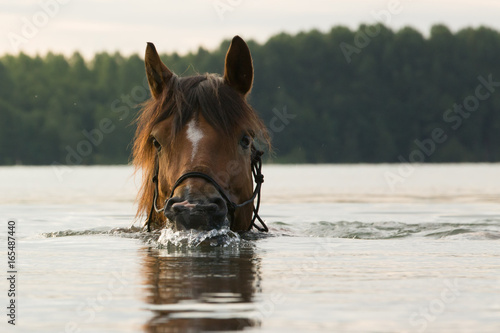 Pferd schwimmt im See