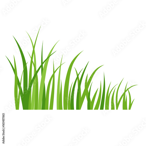 summer green grass