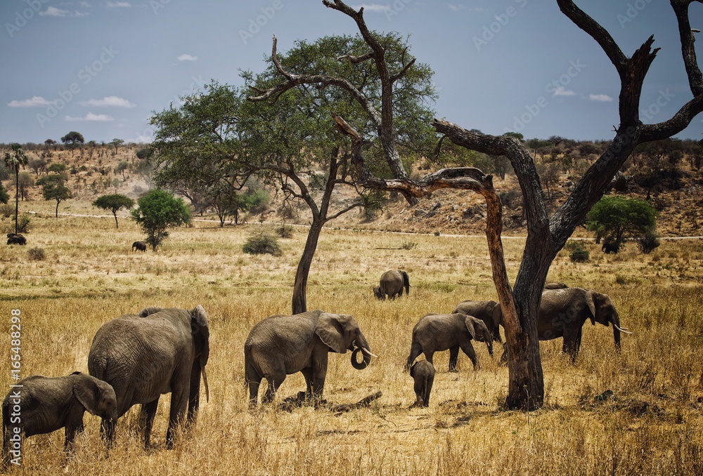 Fototapeta premium Elephants family in Africa