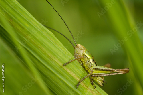 The Roesel's bush-cricket