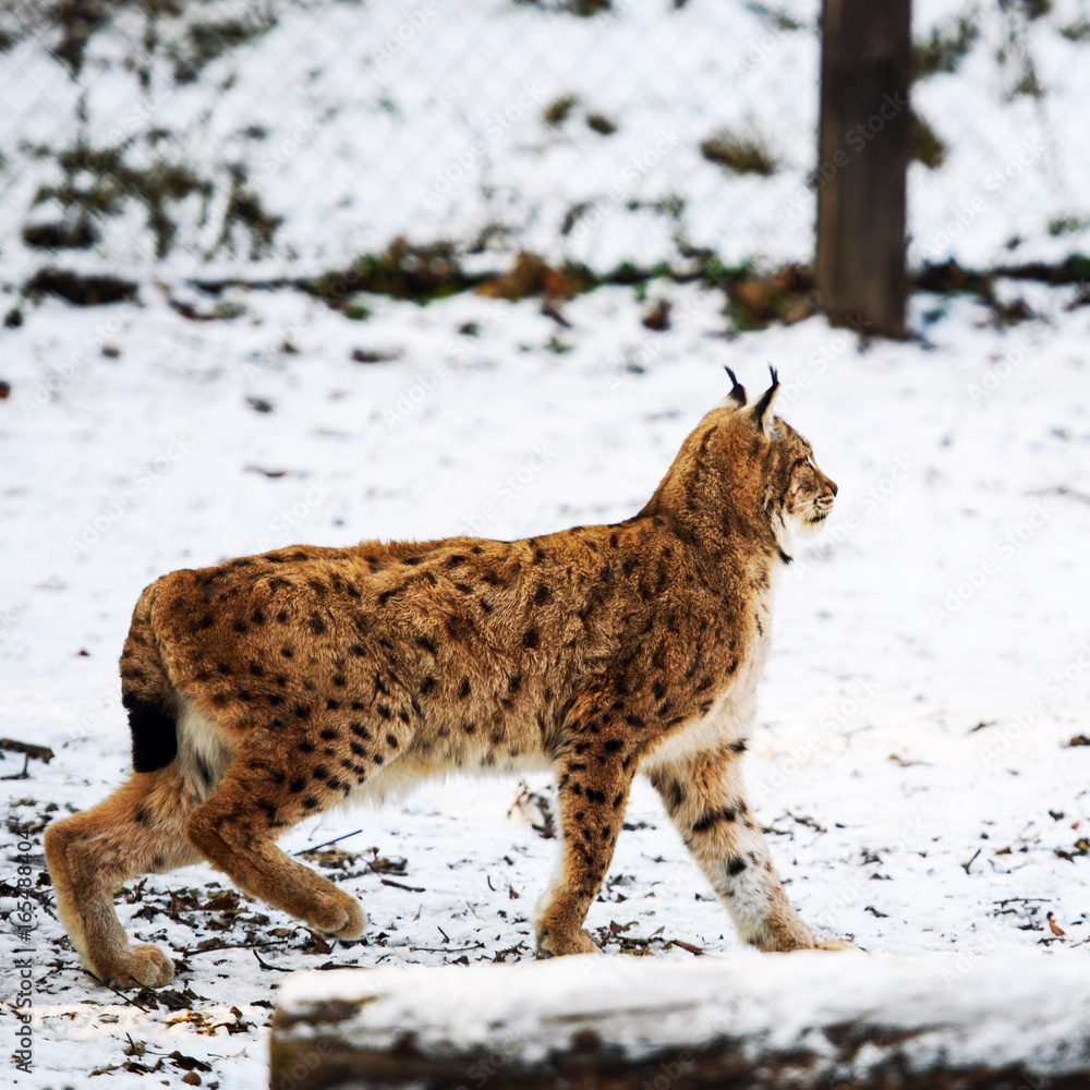 lynx in winter lynx in winter