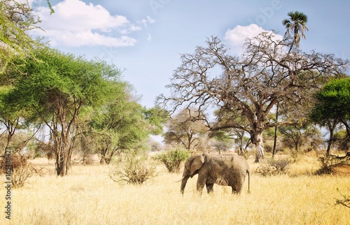 Elephant in the african savana