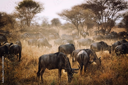 Canvas Print Animals in Tangarire reserve in Tanzania, Africa