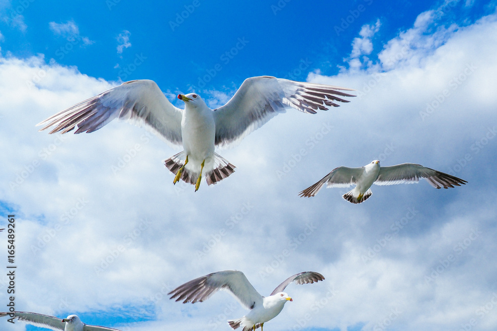 Obraz premium ウミネコ