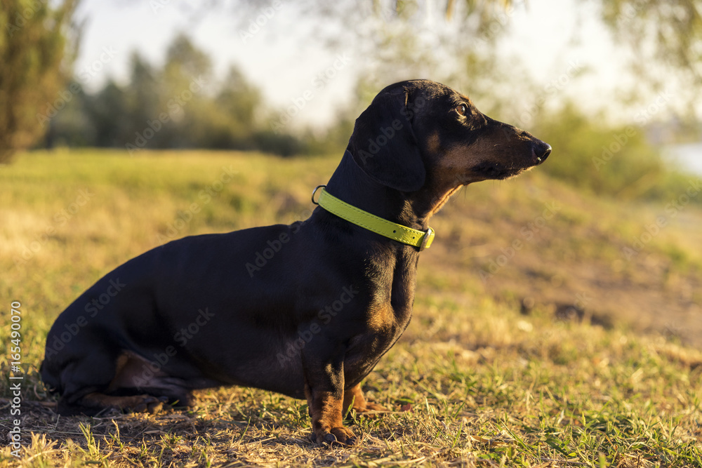 Dog puppy dachshund in a green slinger sits on a background of green grass at sunrise