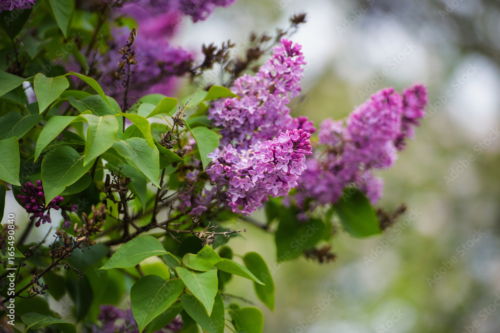 Branch of lilac flowers with the leaves Branch of lilac flowers with the leaves
