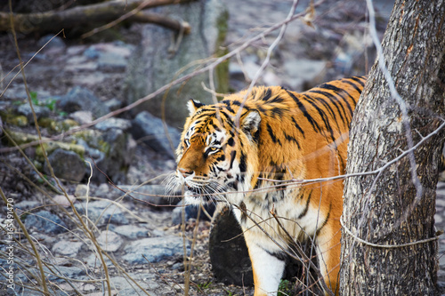 Beautiful Amur tiger © The Len
