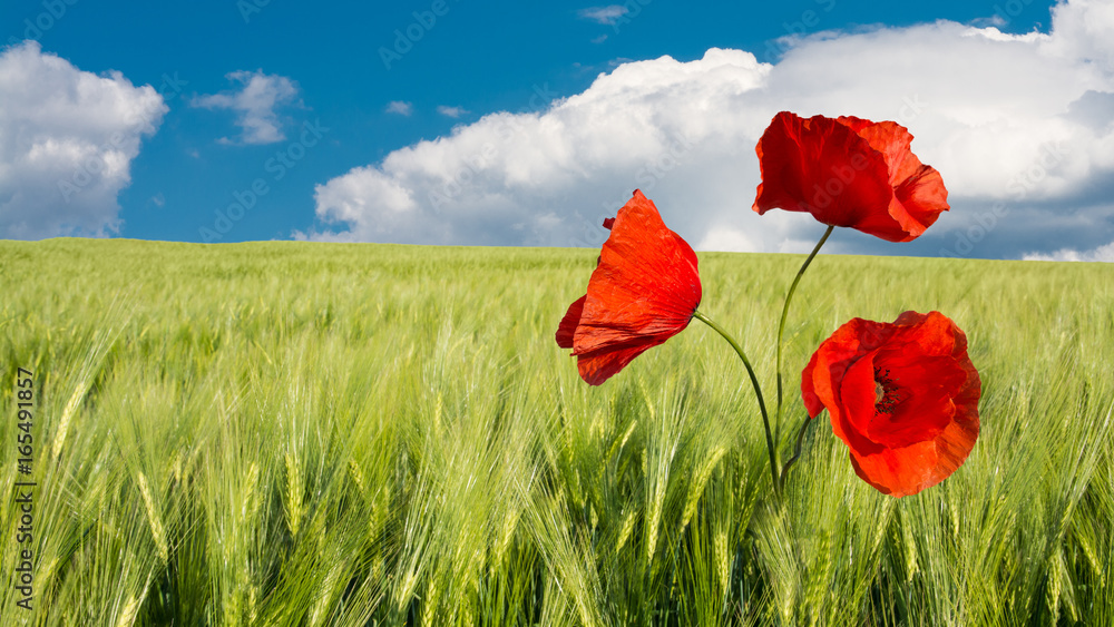 Obraz premium Corn poppy in green field. Amazing landscape with red poppies in green corn field under blue clouded sky. HD ratio - 16x9.