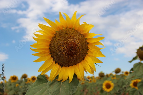 Sunflower  Provence