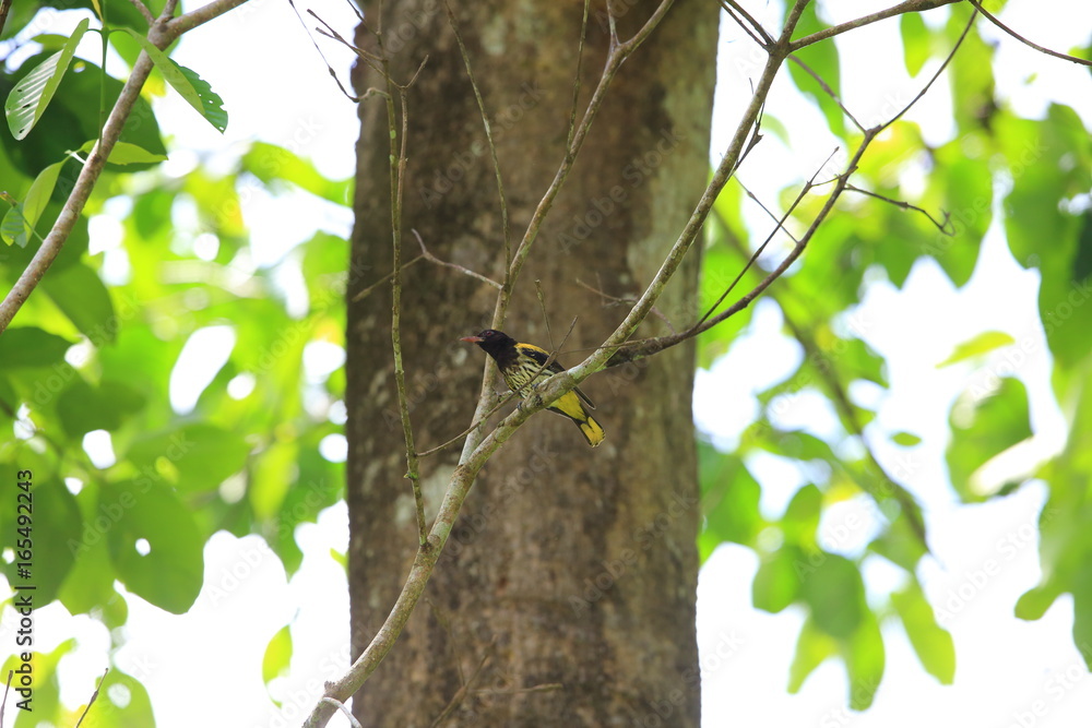 Dark-throated oriole (Oriolus xanthonotus) in Danum Valley, Sabah, Borneo, Malaysia Dark-throated oriole (Oriolus xanthonotus) in Danum Valley, Sabah, Borneo, Malaysia