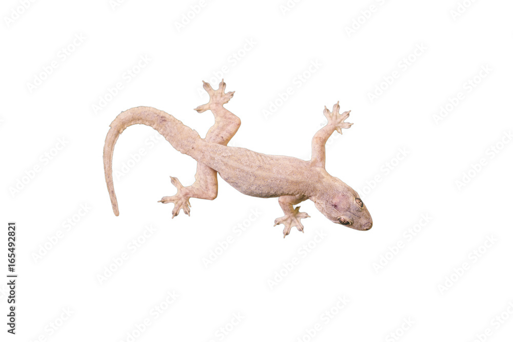Naklejka premium House lizard - gekco isolated on white background